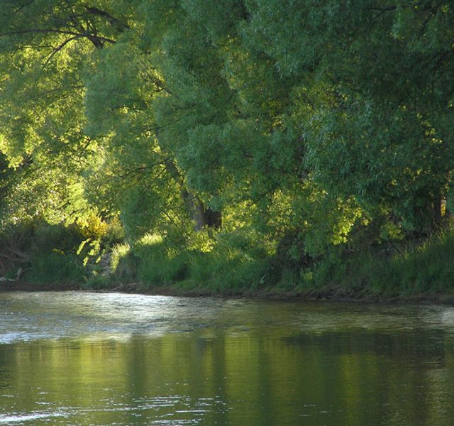 trees and a river